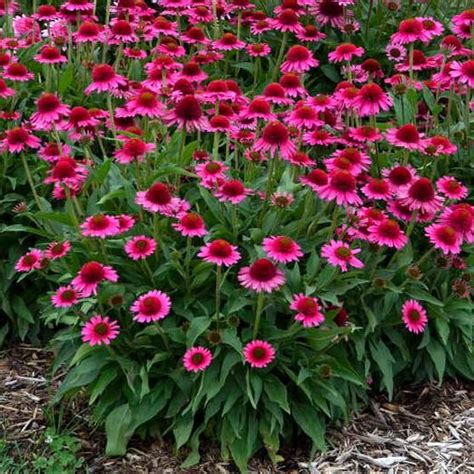 Leaves are dark green and very narrow. 19 Perennials for Clay Soil Perennial Resource in 2020 ...