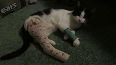 Kitten From Work With A Broken Leg Who I Brought Home To Nurse Broken Leg Kitten Veterinary