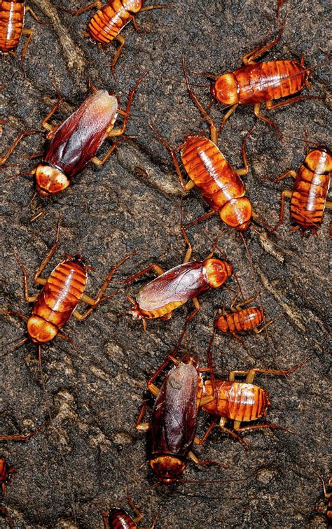 Australian Cockroaches Photograph By Sinclair Stammers Science Photo Library Pixels