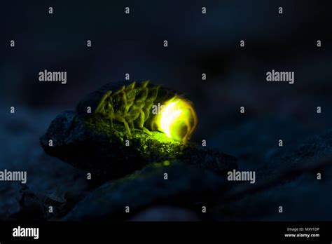 Common Glow Worm Glowing In The Dark Summer Night Stock Photo Alamy