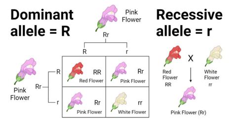 Dominant And Recessive Traits In Plants Animals And Humans