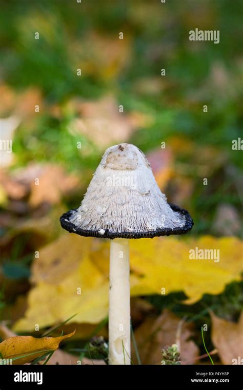 Coprinus Comatus Shaggy Ink Cap Mushroom In Autumn Stock Photo Alamy