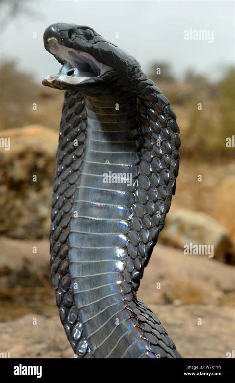 Cobra Fangs High Resolution Stock Photography And Images Alamy