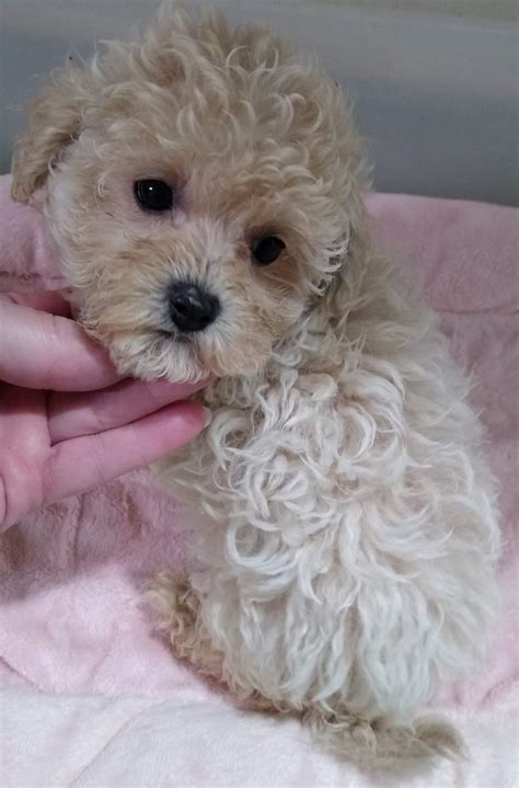 Petland has variety of dogs & puppies for sale in frisco, texas including german shepherd, english bulldog, lhasa apso, boxer, poodle & other breeds. Morkie Puppies For Sale | Fischer, TX #315179 | Petzlover