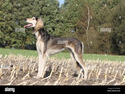 Dog Saluki Persian Greyhound Adult Standard Profile Stock Photo Alamy