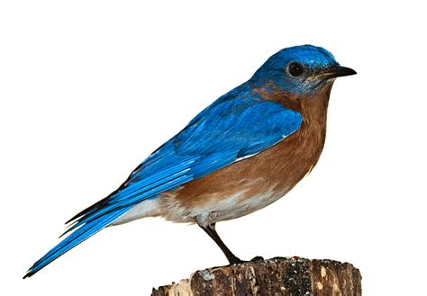 Blue Bird Png Free Logo Image