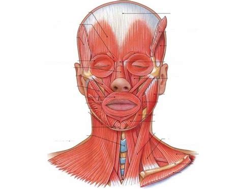 Muscles Of The Head Neck And Face Head Muscles Muscle Diagram