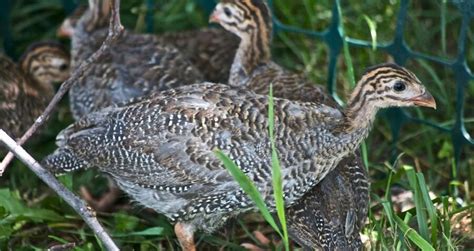 Everything You Need To Know About Raising Guinea Fowl