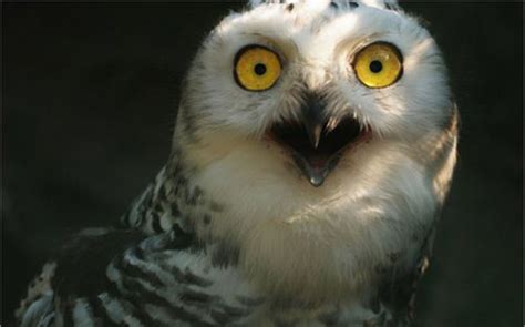 23 Hilarious Photos Of Surprised Animals Page 3 Of 3