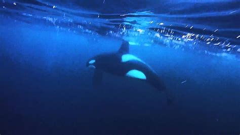 Swimming With Wild Orcas Killer Whales In Norway Youtube