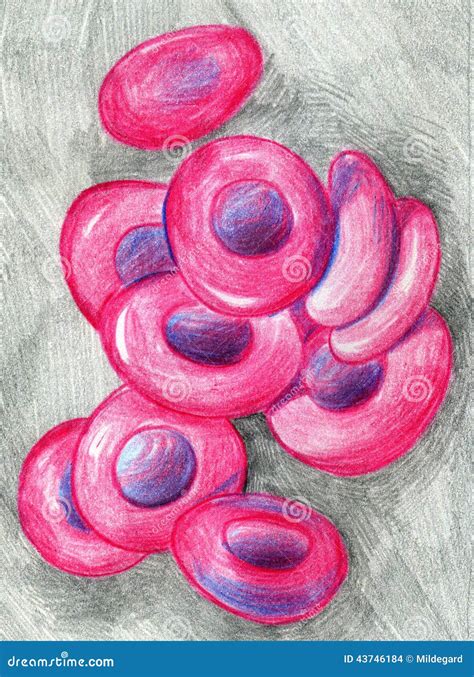 Red Blood Cells Sketch Stock Illustration Image 43746184