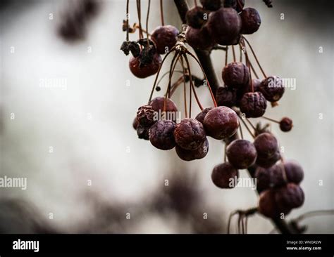 Close Up Of Rotten Berry Fruits On Tree Stock Photo Alamy