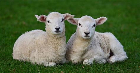 Animal Welfare | Greens NSW