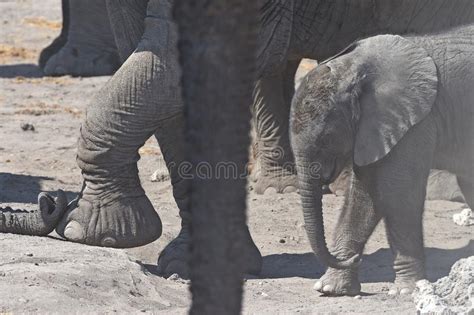 Elephant Cow With Baby Elephent Loxodonta Africana In The