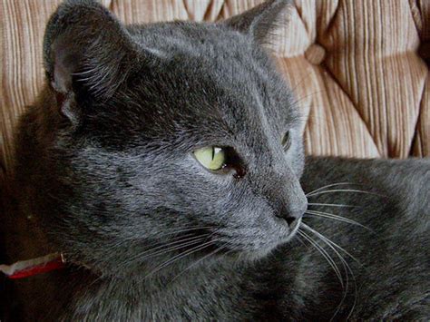 More Photos Of Smokey Grey Cat