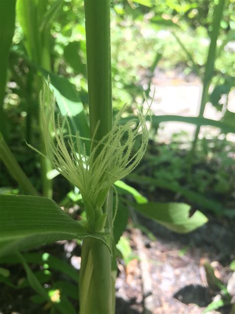 Female Flower Of Corn Plant From The North Florida Native Garden R