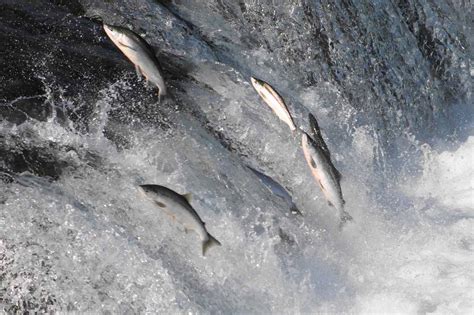 Where To See The Salmon Run In Toronto Experience One Of Ontarios