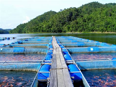 The Proof Is In The Numbers Us Soy Is Helping Global Aquaculture