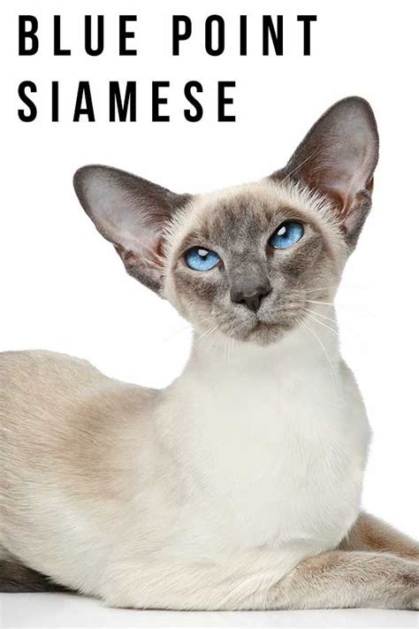 Blue Point Siamese A Complete Guide To This Unique Color In 2020