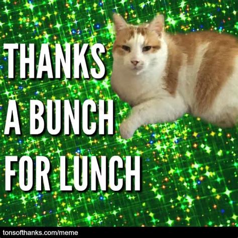 51 Nice Thank You Memes With Cats