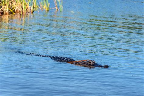 Alligator Floating On The Water In Everglades National Park Florida