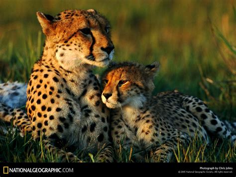 Photography Moments Animal Mother And Baby 4 National Geographic