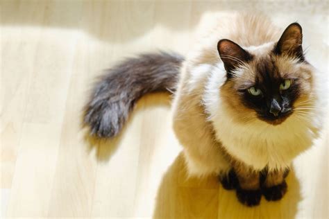 Balinese Cat Long Haired Siamese Cat Breed Profile Catcatme