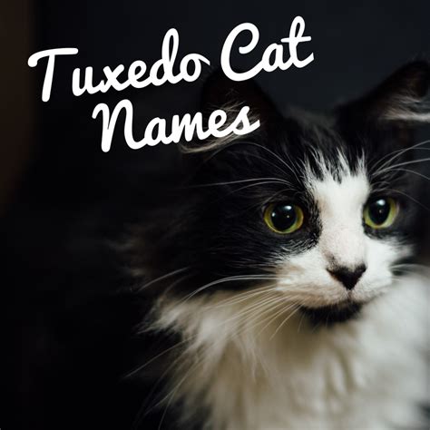 Finding good names for black cats can be a challenge, so we decided to compile this list to help you find the perfect awesome and cute black kitten names. Cat Names | PetHelpful