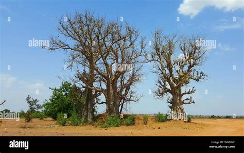 Bare Trees In Nigerian Countryside Stock Photo Alamy
