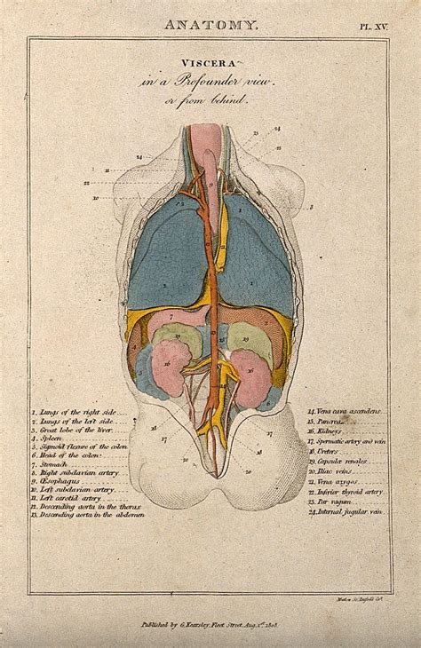 Human Organs Diagram Back View Human Body Organs Human Organ Diagram Images