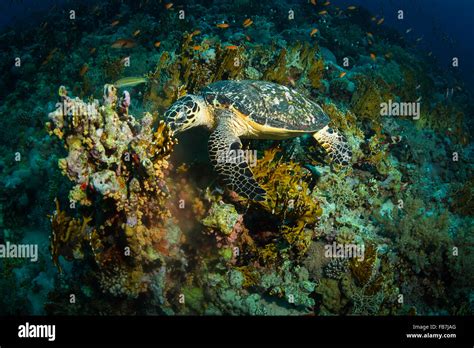 Coral Reef Of Red Sea Stock Photo Alamy