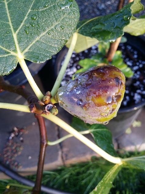 Check spelling or type a new query. FigBid - Online Auctions of Fig Trees, Fig Cuttings ...