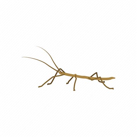 Bug Stick Cricket Insect Leaf Insect Pest Stick Bug Icon