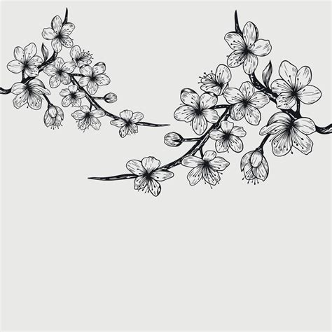 Sakura Cherry Blossom Branch Line Art Flowers Or Isolated Flying Realistic Japanese Cherry Or