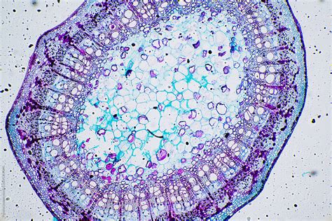 Maybe you would like to learn more about one of these? Plant stem sclerenchyma cells by Pansfun Images - Cell ...