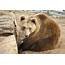 Brown Bear Sitting Photograph By Brch Photography