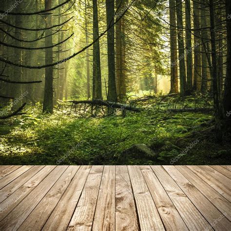 Wood Terrace And Perspective View On Green Morning Forest — Stock Photo