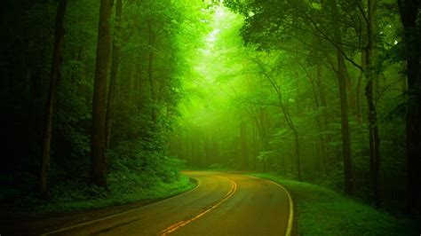 trees wal forest nature path splendor road green park spring woods wallpapers hd