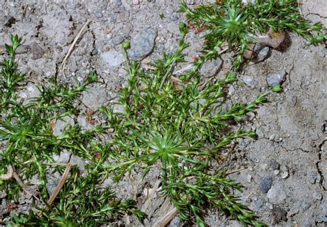 Agriculture Weeds Birdseye Pearlwort Sagina Procumbens Aka Arctic