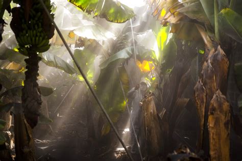 Banana Farmers Lose Livelihoods As Lava Devours La Palma The National Herald