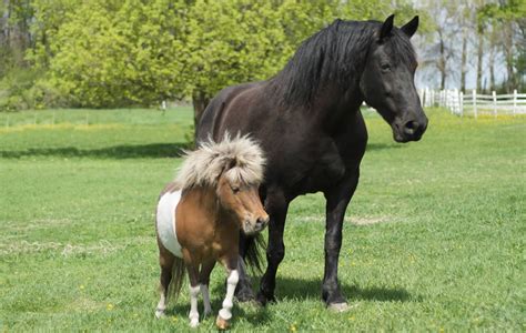 messara horse cretan horse horses horse breeds black horses