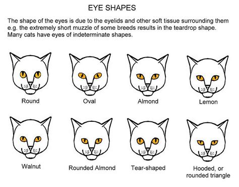 White light from the sun is made up of all the colours of the rainbow. Eye Shapes | Cat eye colors, Eye color chart, Cat behavior