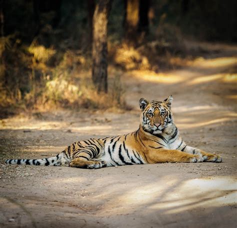 Pench Tiger Reserve Nagpur All You Need To Know Before You Go