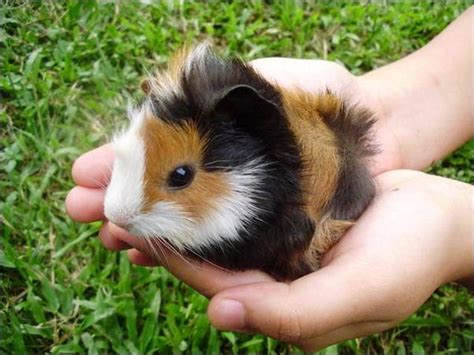 Aww So Cute N Adorable Baby Guinea Pig 😍 Aww So Cute
