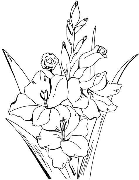 Adult Flowers Coloring Page Gladiolus The Graphics Fairy