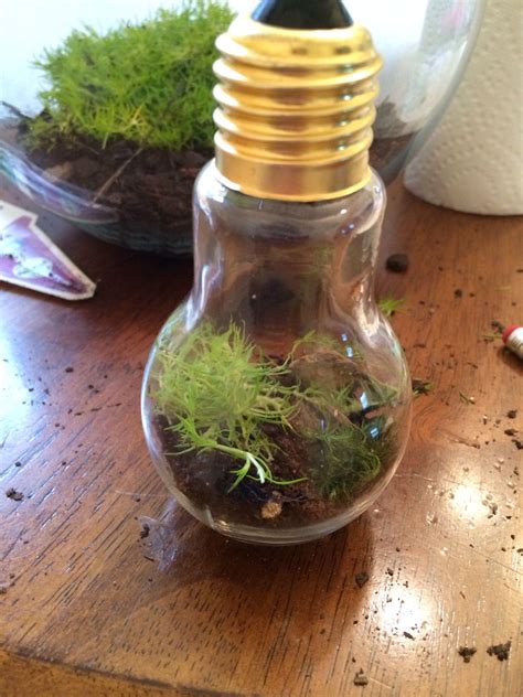 How to Make a Light Bulb Terrarium | Recipe | How to make ...