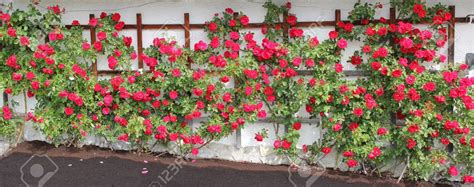 Espalier Stock Photos Images Royalty Free Espalier Images And Pictures