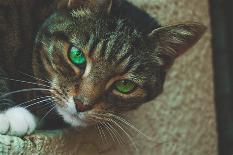 Gray Tabby Cat With Green Eyes Goldposter Free Stock Photos