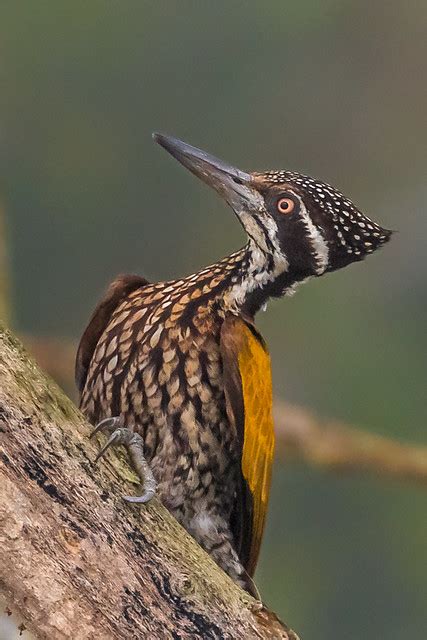 Flickriver Photoset 288 Greater Flameback Woodpecker By Masud