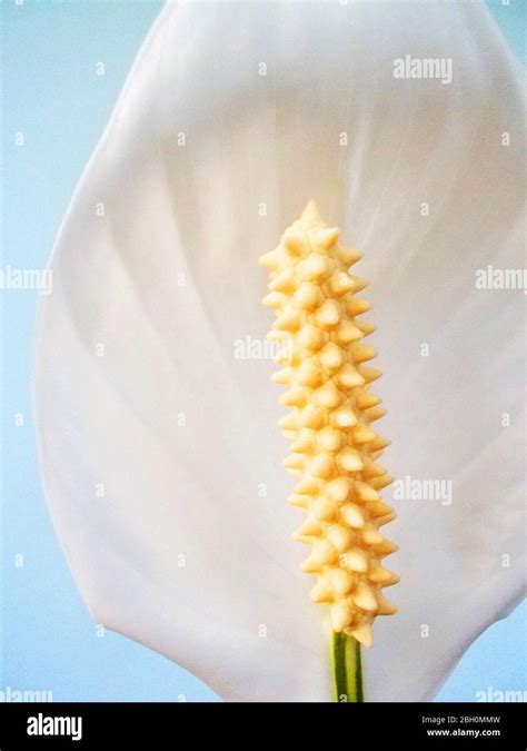 Calla Lily Flower Stock Photo Alamy